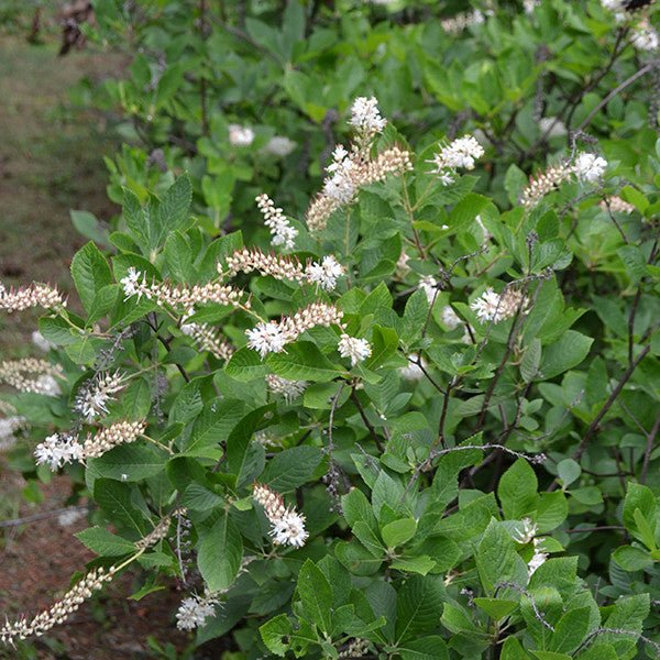 Sweetpepper Bush; Summersweet (Clethra alnifolia) - Shop-orias