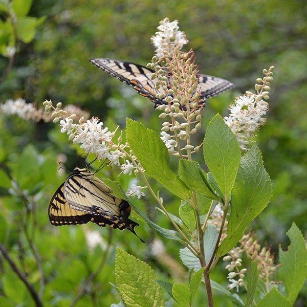 Sweetpepper Bush; Summersweet (Clethra alnifolia) - Shop-orias