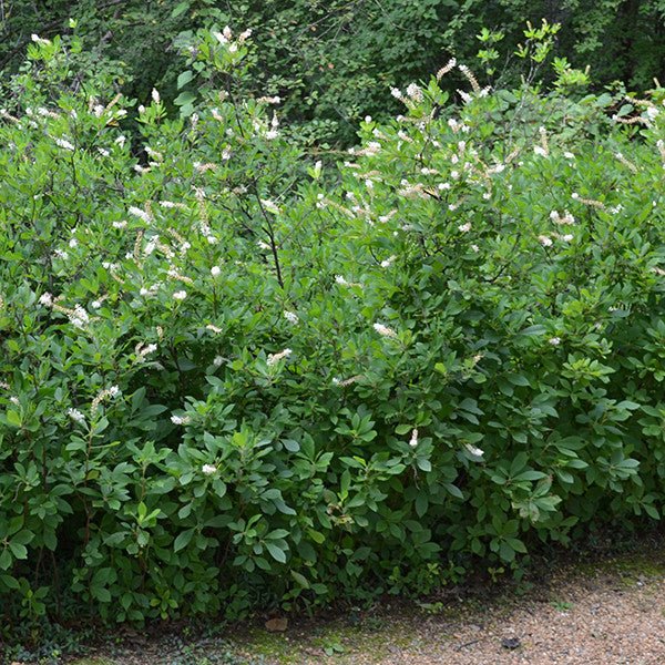 Sweetpepper Bush; Summersweet (Clethra alnifolia) - Shop-orias
