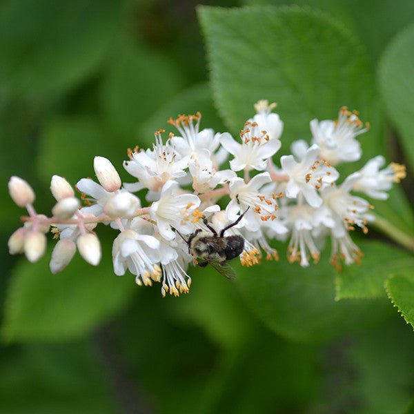 Sweetpepper Bush; Summersweet (Clethra alnifolia) - Shop-orias