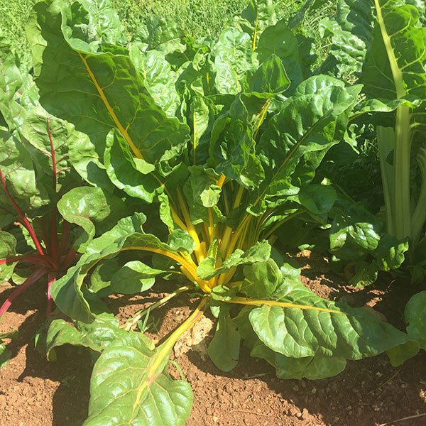 Swiss Chard "Mixed Colors" Seeds (Beta vulgaris subsp. cicla) - Shop-orias