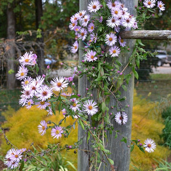 Tatarian Aster (Aster tataricus) - Shop-orias