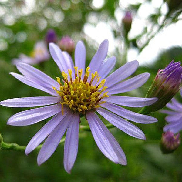 Tatarian Aster (Aster tataricus) - Shop-orias