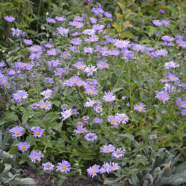 Tatarian Aster (Aster tataricus) - Shop-orias