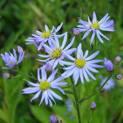 Tatarian Aster (Aster tataricus) - Shop-orias