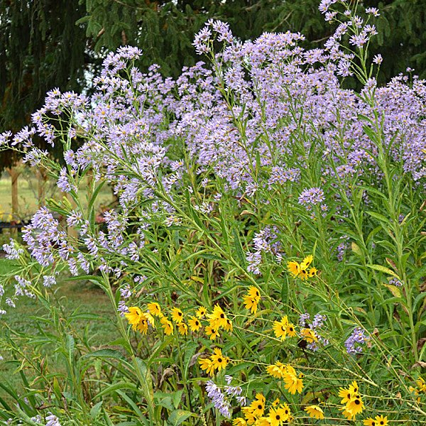 Tatarian Aster (Aster tataricus) - Shop-orias