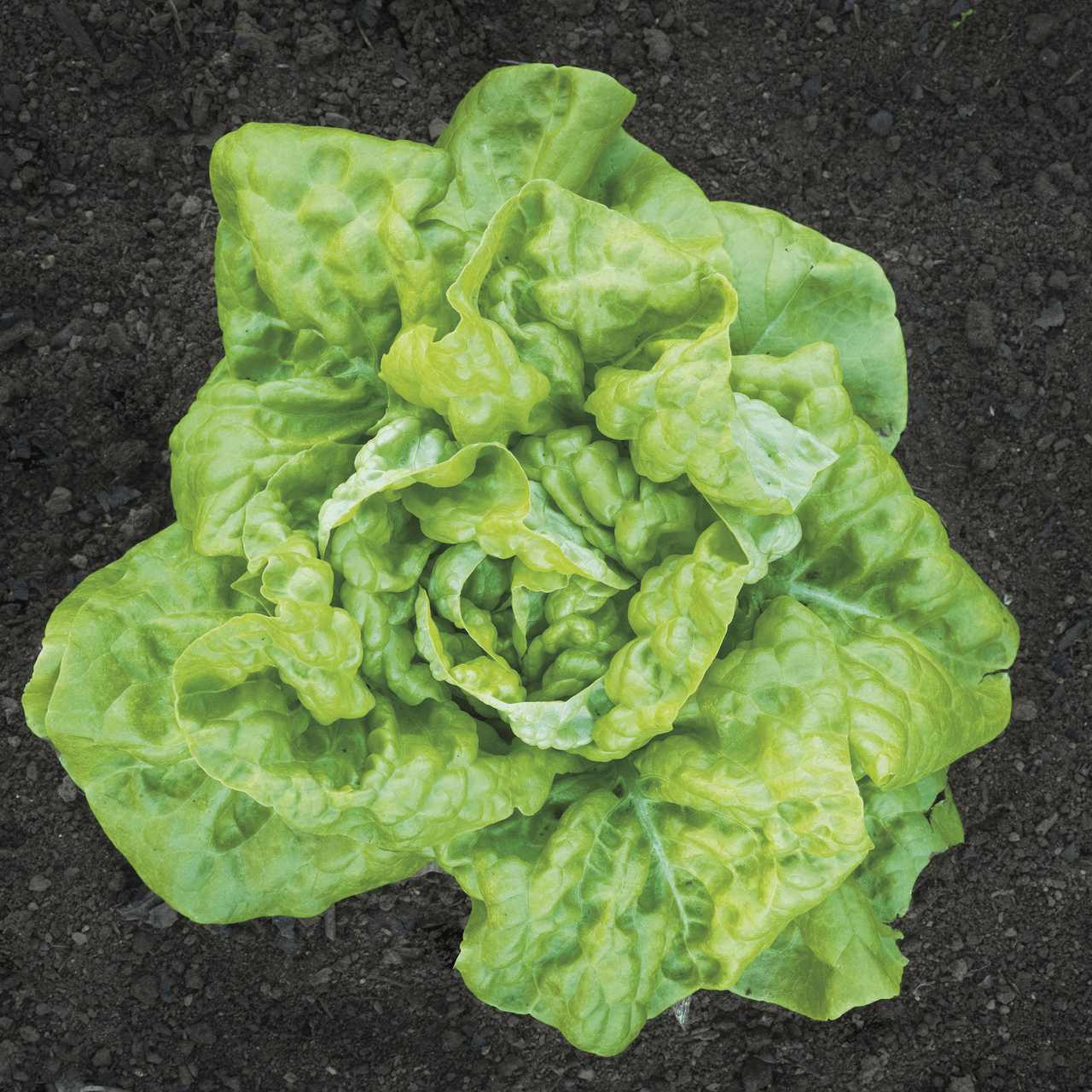 Tennis Ball Lettuce Seeds (Lactuca sativa cv.) - Shop-orias