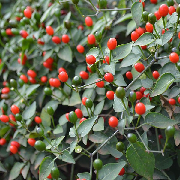 Texas Bird Pepper Seeds (Capsicum annuum glabriusculum) - Shop-orias