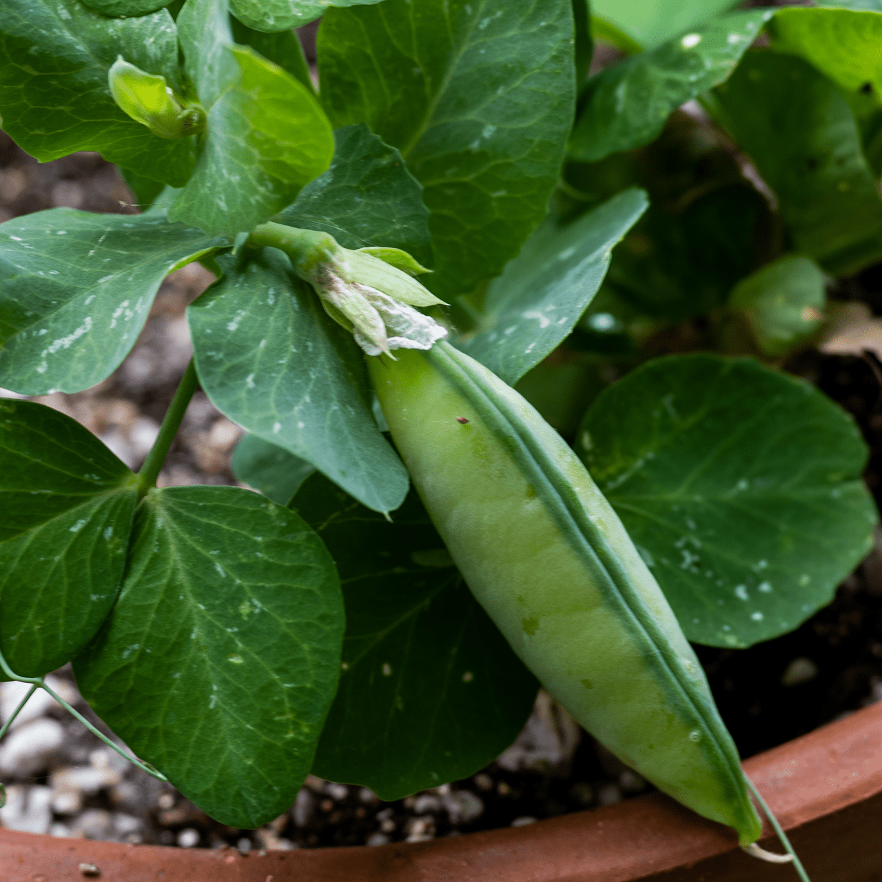 Tom Thumb Pea Seeds (Pisum sativum cv.) - Shop-orias