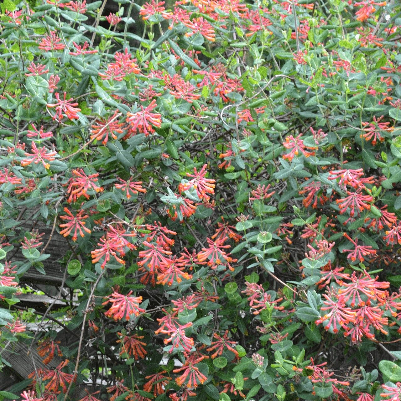 Trumpet Honeysuckle (Lonicera sempervirens) - Shop-orias