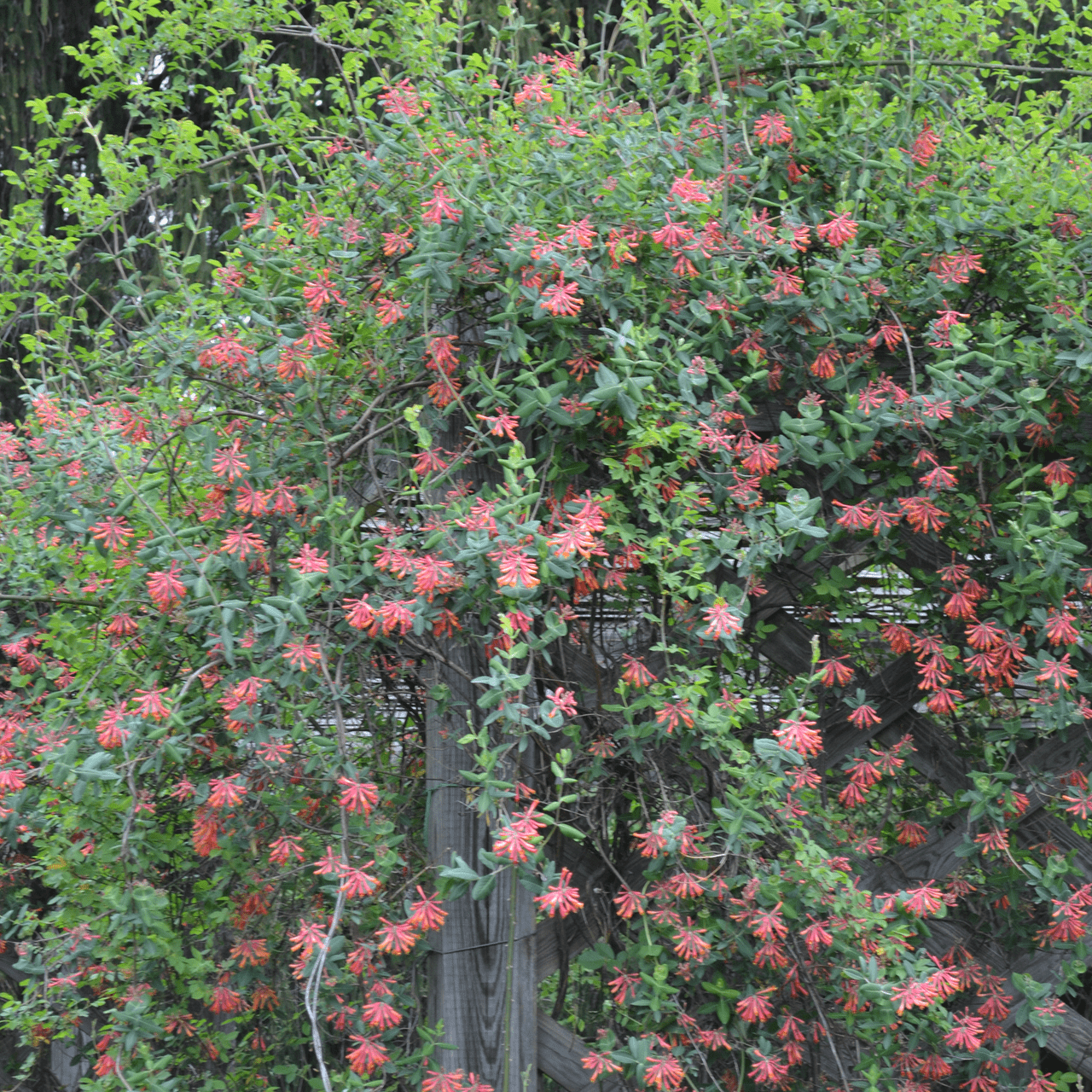 Trumpet Honeysuckle (Lonicera sempervirens) - Shop-orias