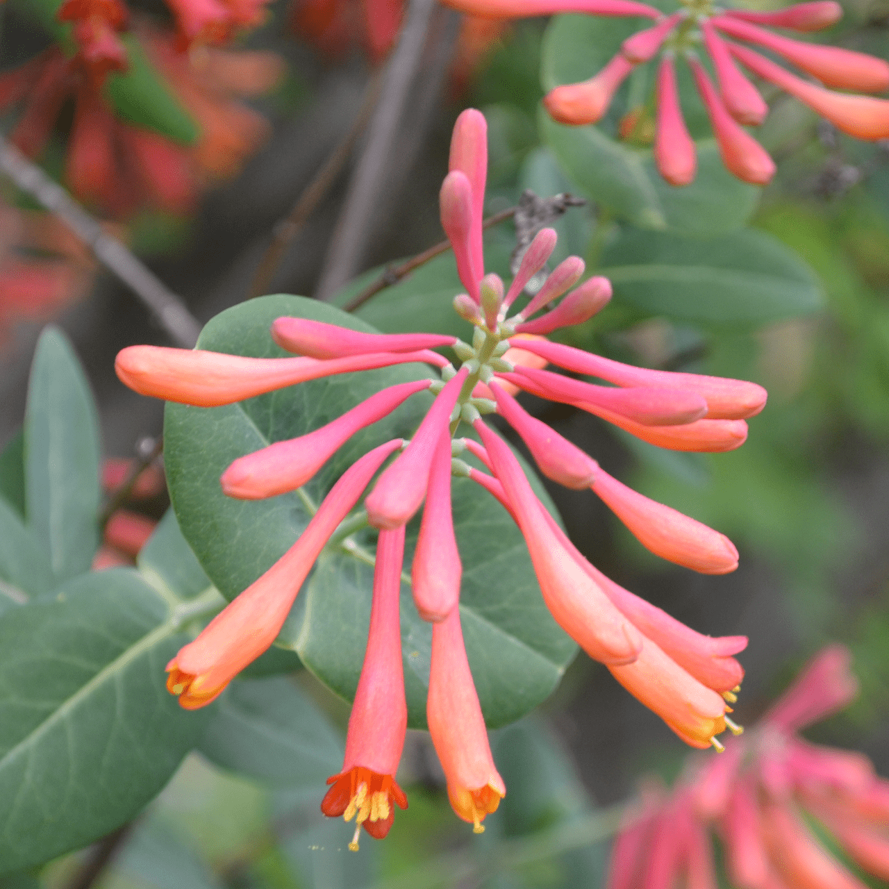 Trumpet Honeysuckle (Lonicera sempervirens) - Shop-orias