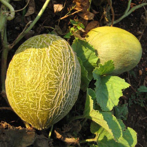 Valencia Winter Melon Seeds (Cucumis melo var. inodorus cv.) - Shop-orias