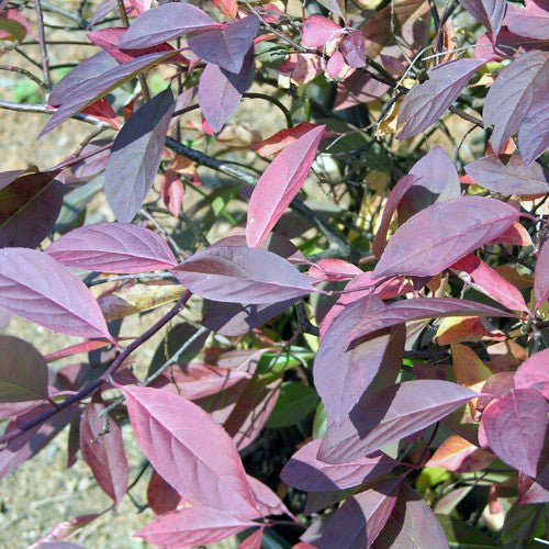 Virginia Sweetspire (Itea virginica) - Shop-orias