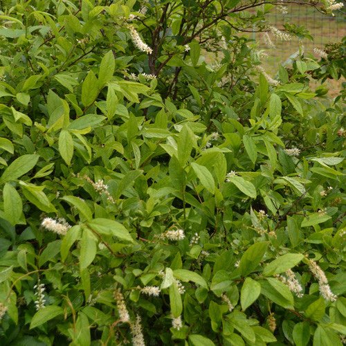 Virginia Sweetspire (Itea virginica) - Shop-orias
