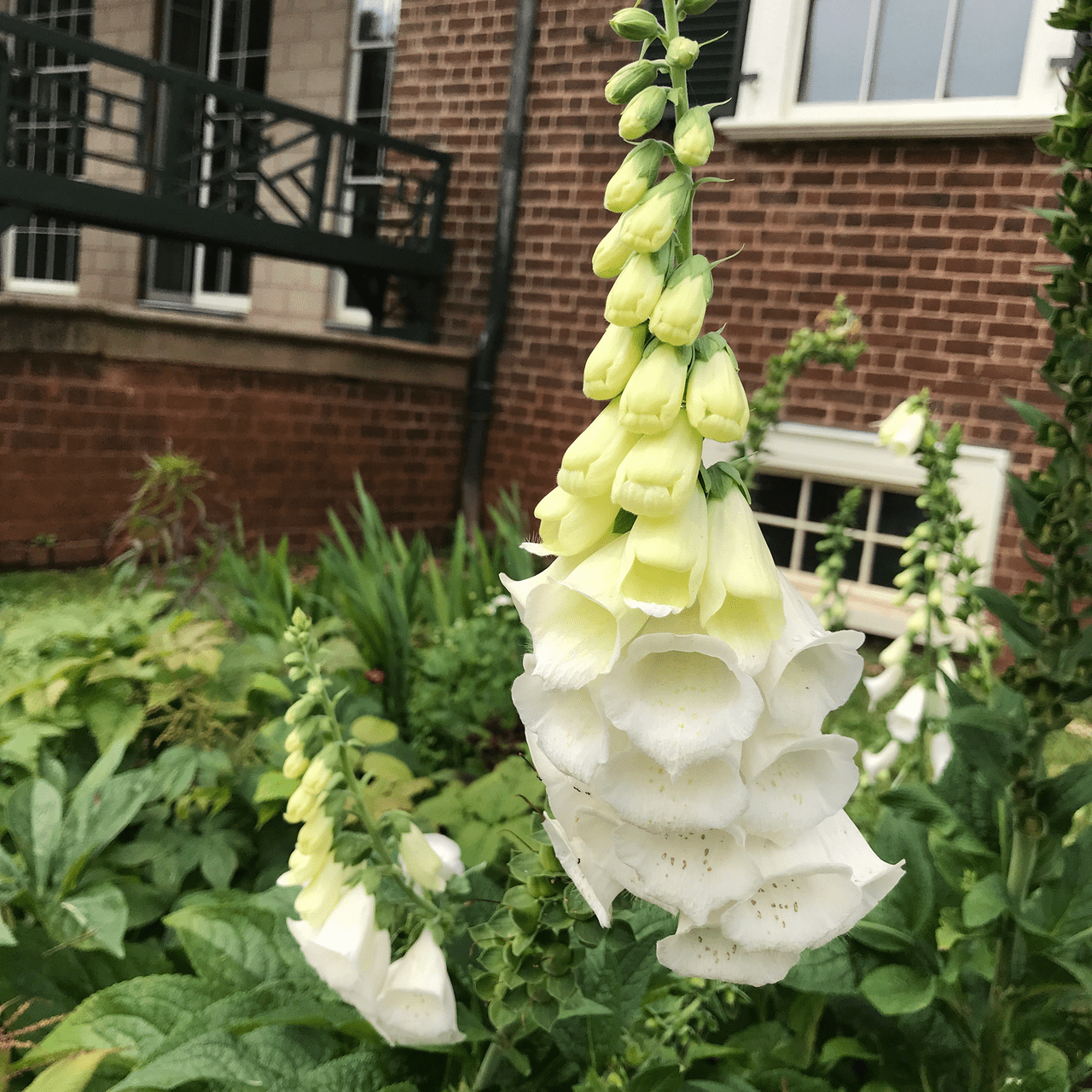 White Foxglove Seeds (Digitalis purpurea 'Alba') - Shop-orias