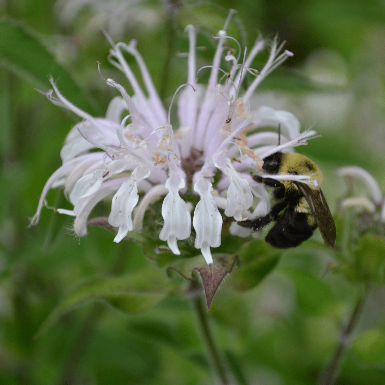 Wild Bergamot (Monarda fistulosa) - Shop-orias
