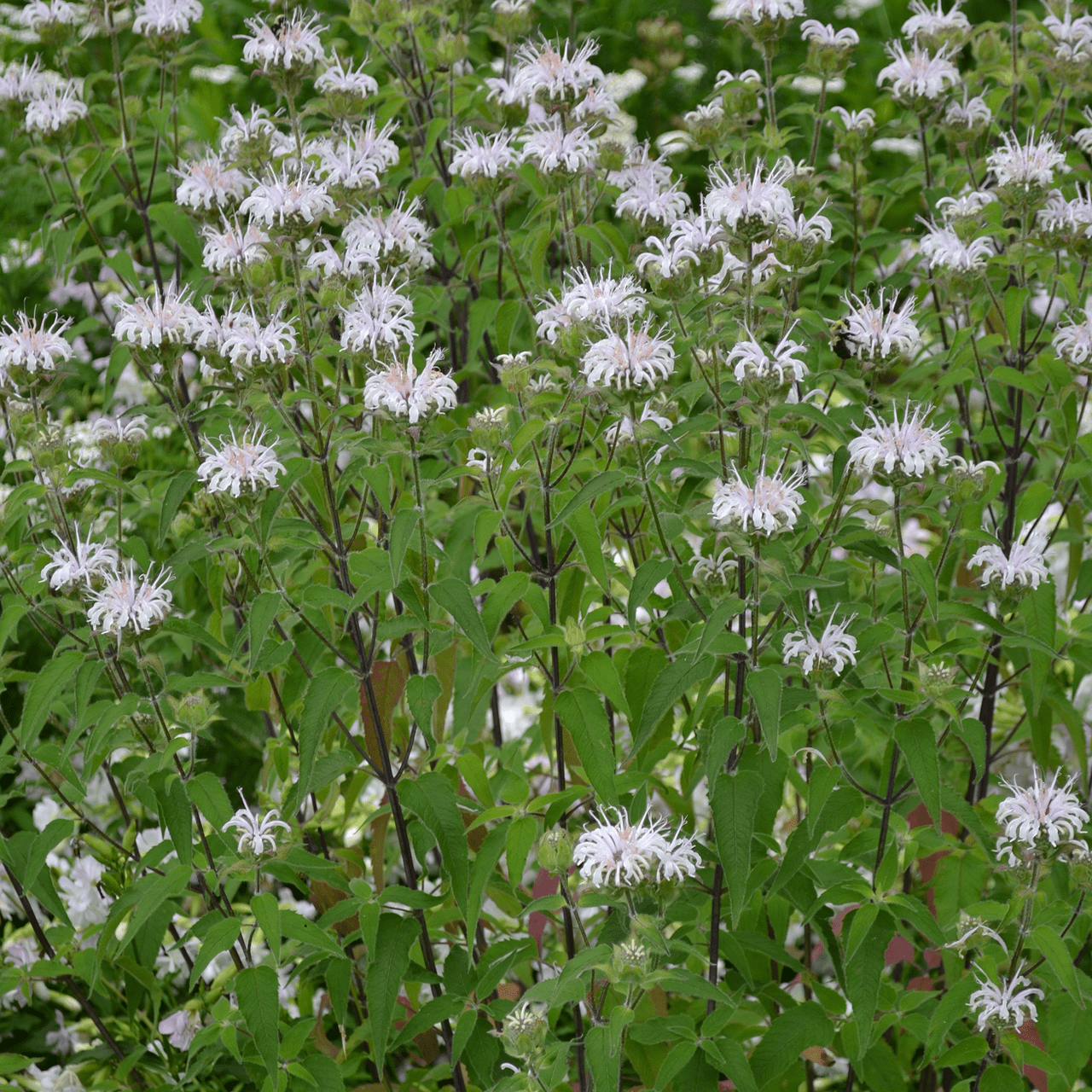 Wild Bergamot (Monarda fistulosa) - Shop-orias