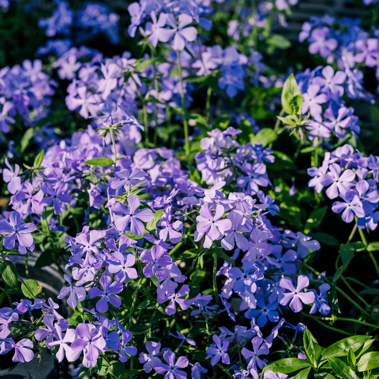 Wild Blue Phlox (Phlox divaricata) - Shop-orias