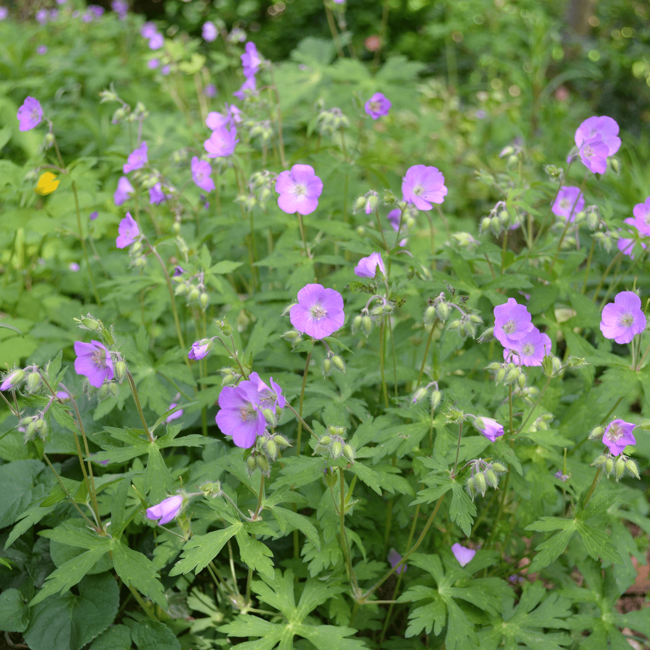 Wild Geranium (Geranium maculatum) - Shop-orias