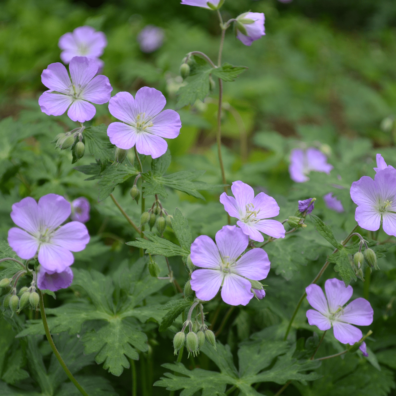 Wild Geranium (Geranium maculatum) - Shop-orias