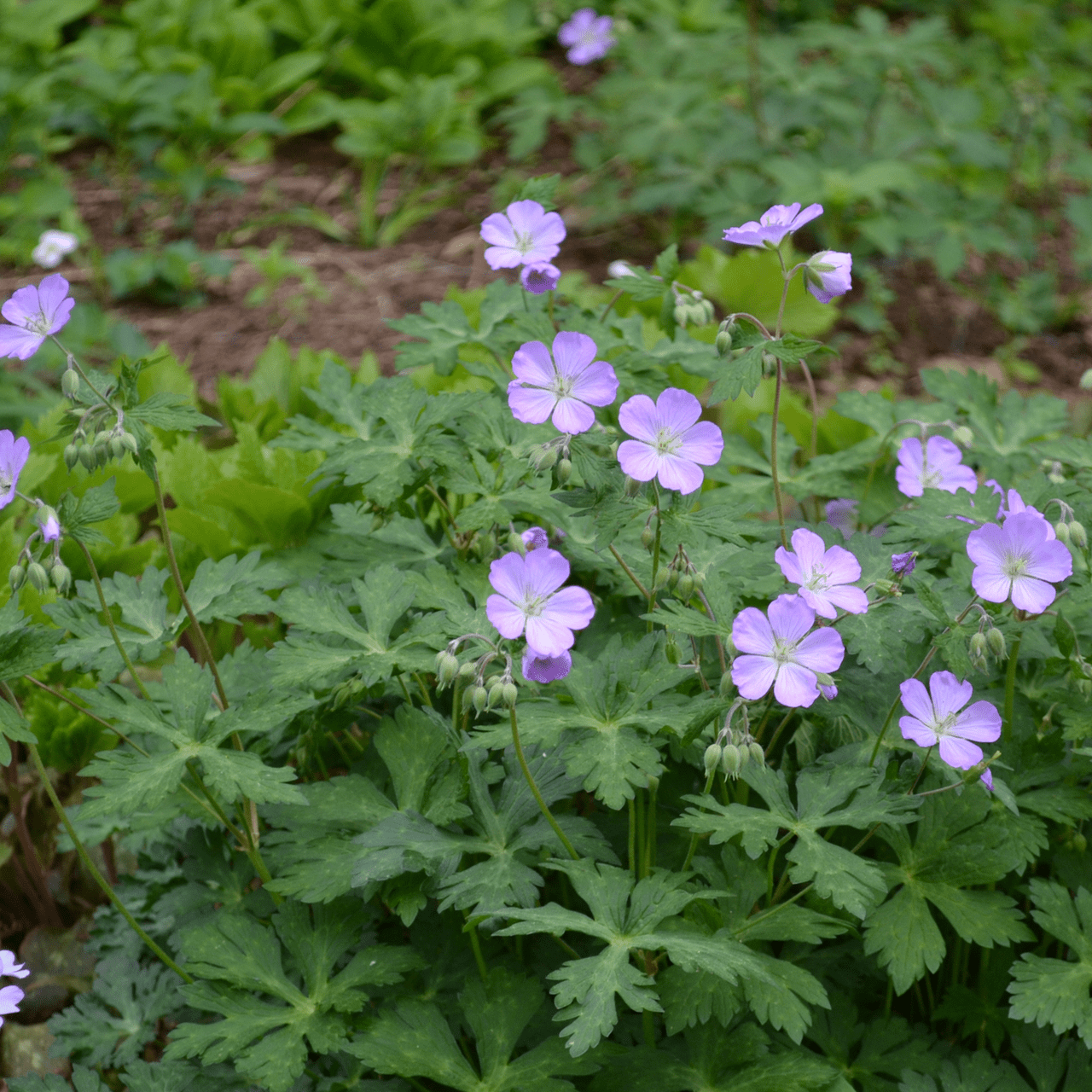Wild Geranium (Geranium maculatum) - Shop-orias