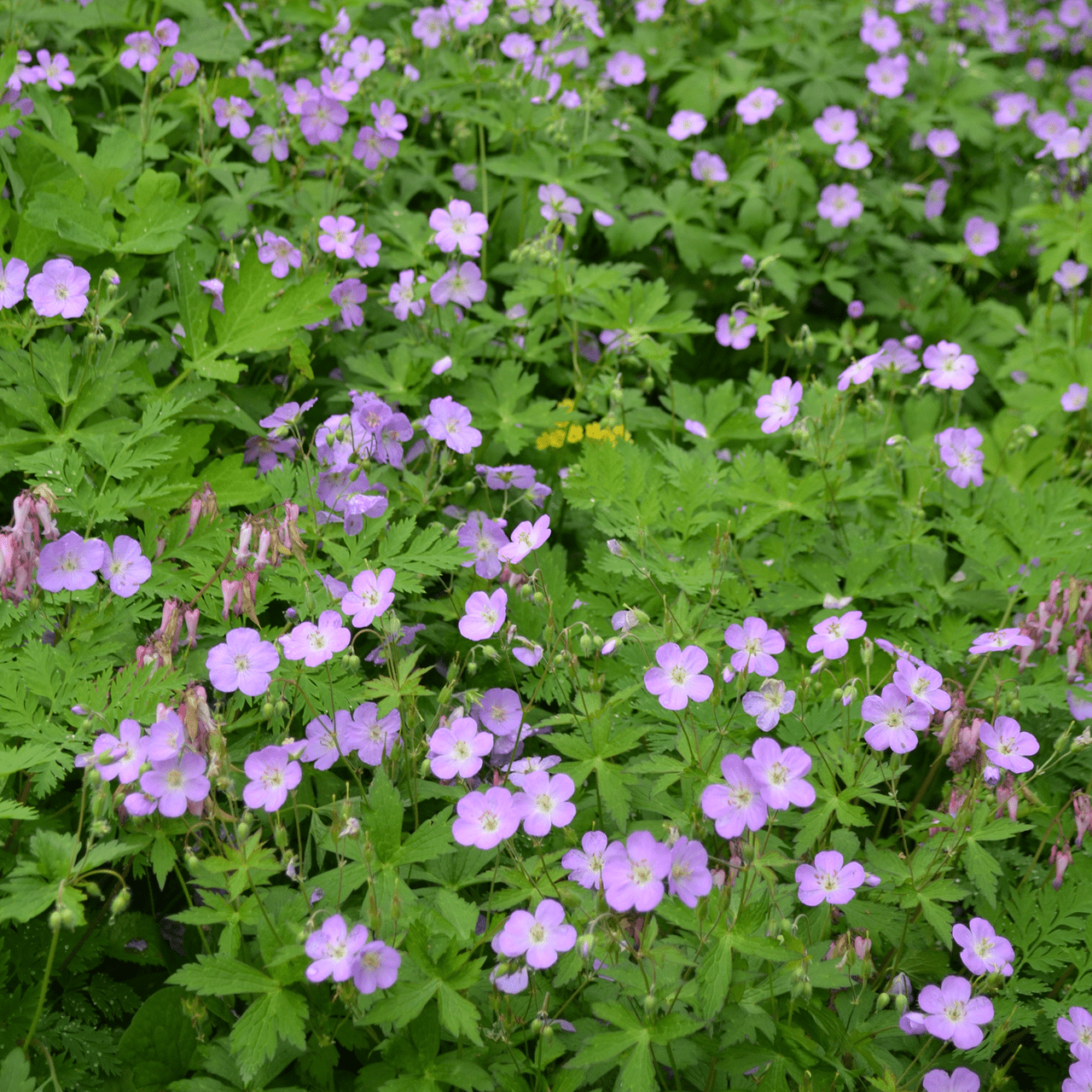 Wild Geranium (Geranium maculatum) - Shop-orias