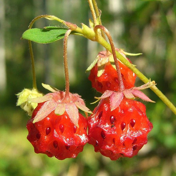 Wild Strawberry Seeds (Fragaria virginiana) - Shop-orias