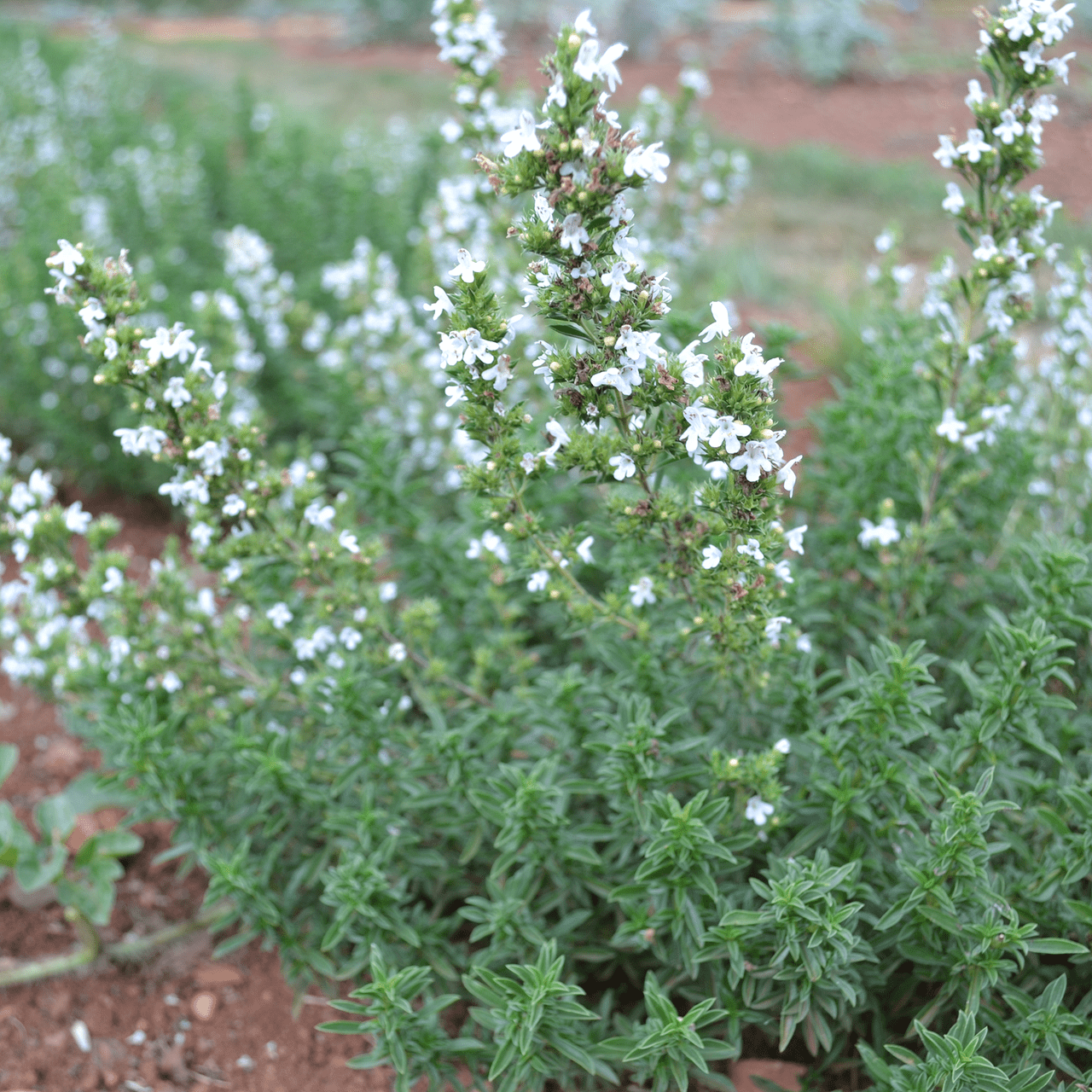 Winter Savory (Satureja montana) - Shop-orias