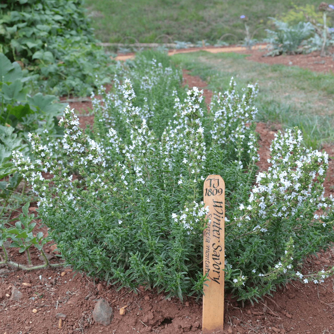 Winter Savory (Satureja montana) - Shop-orias