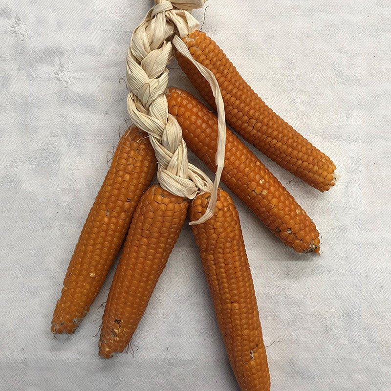 Yellow Guinea Flint Corn Seeds (Zea mays indurata cv.) - Shop-orias