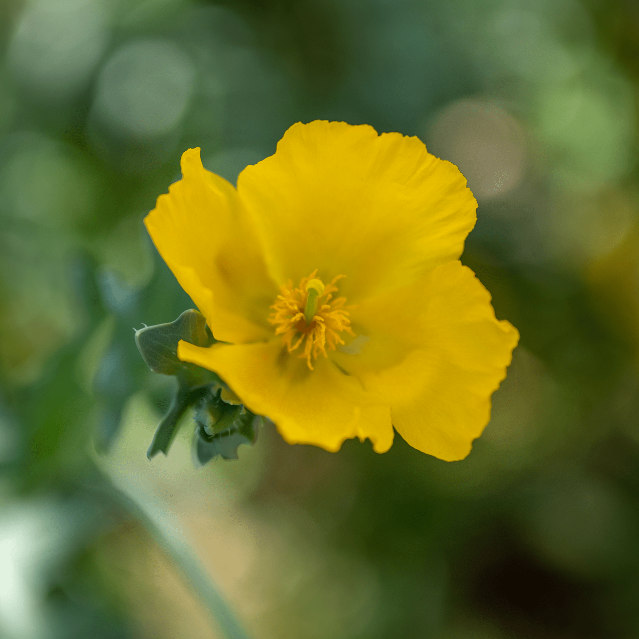 Yellow Horned Poppy (Glaucium flavum) - Shop-orias