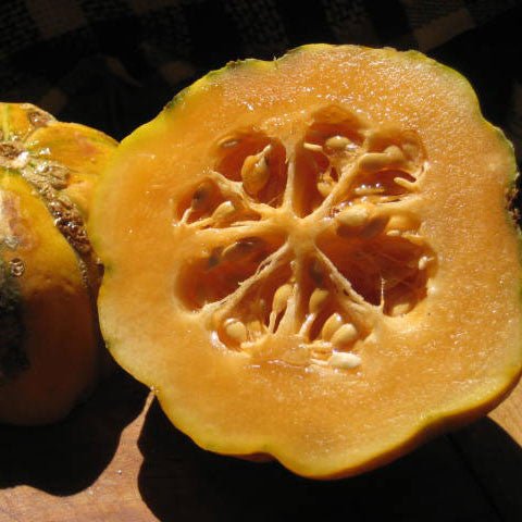 Zatta di Massa Melon Seeds (Cucumis melo cv.) - Shop-orias